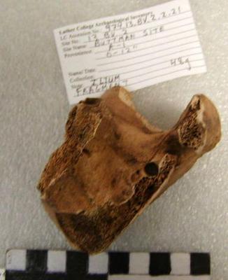 1974.002.00033; Faunal Bone- Ilium Fragment