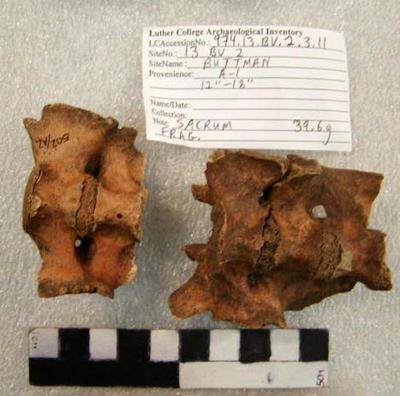 1974.002.00048; Faunal Bone- Sacrum Fragments