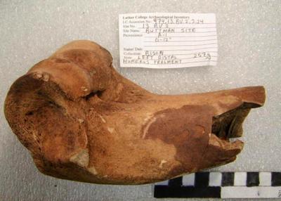 1974.002.00036; Faunal Bone- Humerus Fragment