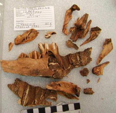 1974.002.00040; Faunal Bone- Mandible Fragments