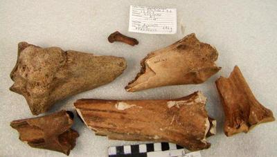 1974.002.00043; Faunal Bone- Bison Tibia Fragment