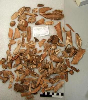 1974.002.00025; Faunal Bone- Bison Fragments