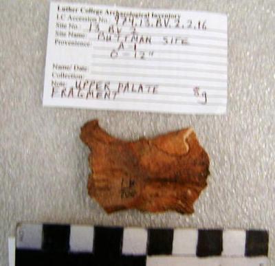1974.002.00028; Faunal Bone- Palate Fragment 