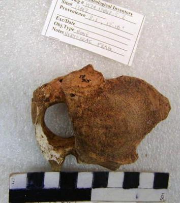 1974.002.00092; Faunal Bone- Vertebrae Fragment