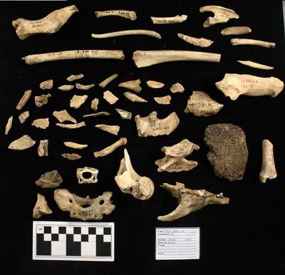 1969.003.00295; Faunal Bone- Fragment