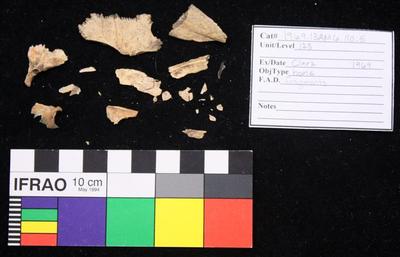 1969.003.00299; Faunal Bone- Fragment