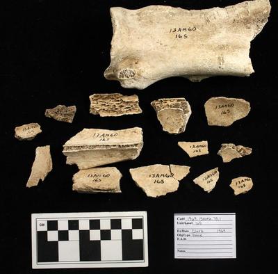 1969.003.00225; Faunal Bone- Fragment