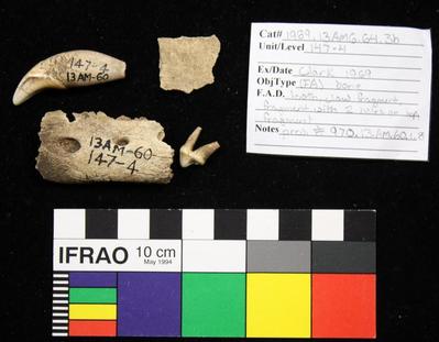 1969.003.00155; Faunal Bone- Fragment