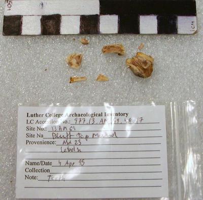 1977.003.00135; Faunal Bone- Tooth Fragment