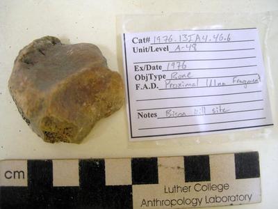1976.001.00061; Faunal Bone- Proximal Ulna Fragment