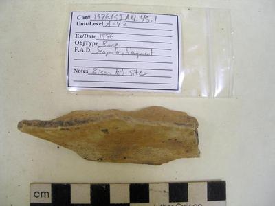 1976.001.00055; Faunal Bone- Scapula Fragment