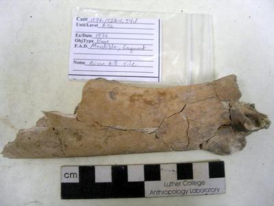1976.001.00040; Faunal Bone- Mandible Fragment
