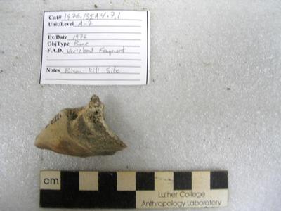 1976.001.00009; Faunal Bone- Vertebrae Fragment