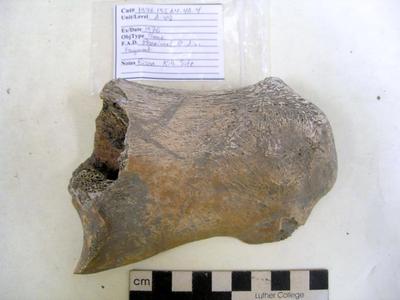1976.001.00059; Faunal Bone- Proximal Radius Fragment
