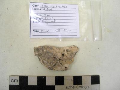 1976.001.00022; Faunal Bone- Fragment
