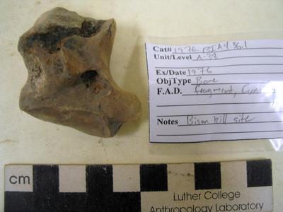 1976.001.00044; Faunal Bone- Cuneiform Fragment
