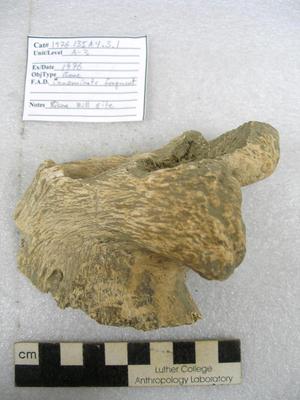 1976.001.00003; Faunal Bone- Fragment