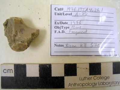 1976.001.00030; Faunal Bone- Fragment