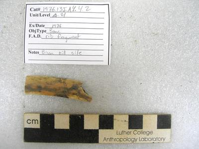 1976.001.00006; Faunal Bone- Rib Fragment
