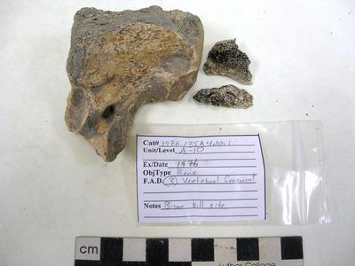 1976.001.00012; Faunal Bone- Vertebrae Fragment