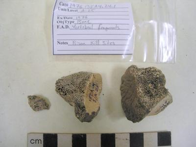 1976.001.00028; Faunal Bone- Vertebrae Fragment