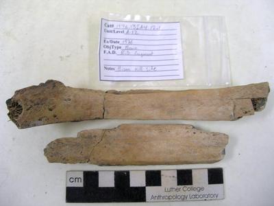 1976.001.00014; Faunal Bone- Rib Fragment