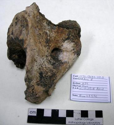 1976.001.00142; Faunal Bone- Unidentified Axial