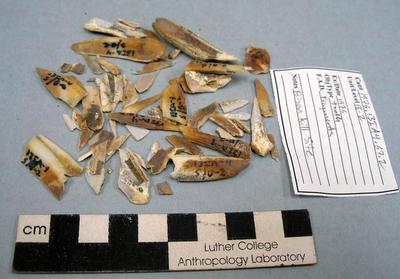 1976.001.00084; Faunal Bone- Tooth Fragment