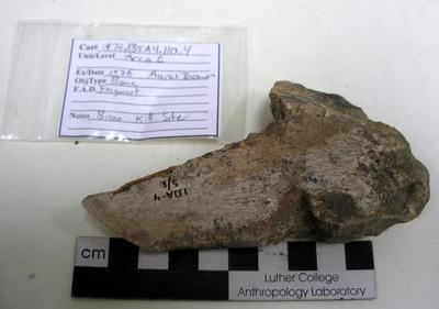 1976.001.00143; Faunal Bone- Fragment