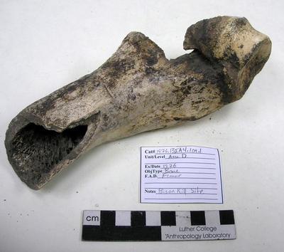 1976.001.00139; Faunal Bone- Femur Fragment