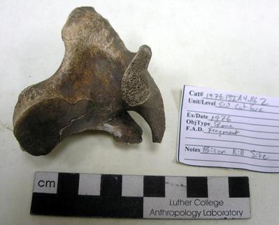 1976.001.00152; Faunal Bone- Fragment