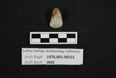 1976.001.00153; Faunal Bone- Tooth Fragment