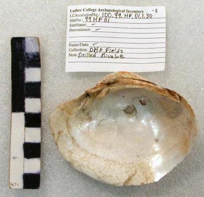 1969.002.00271; faunal -shell