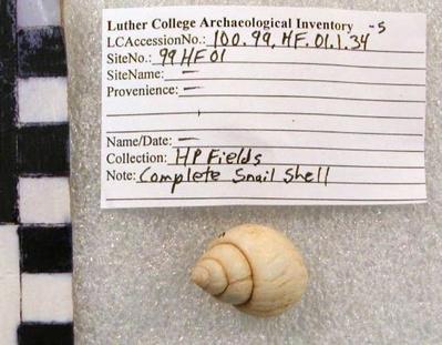 1969.002.00275; faunal -shell