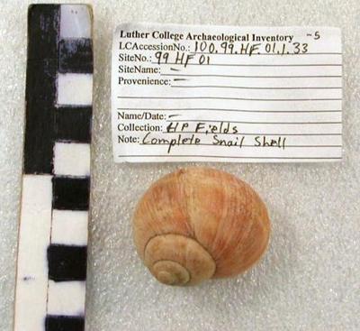 1969.002.00274; faunal -shell