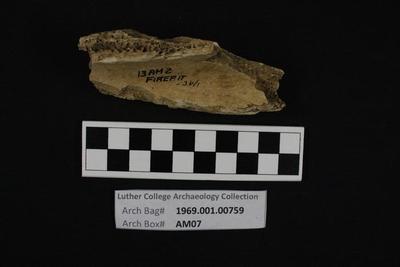1969.001.00759; Faunal Bone- Fragment