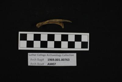 1969.001.00763; Faunal Bone- Fragment