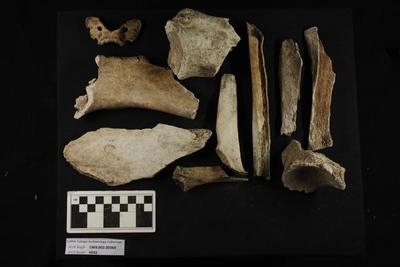 1969.002.00384; faunal bone