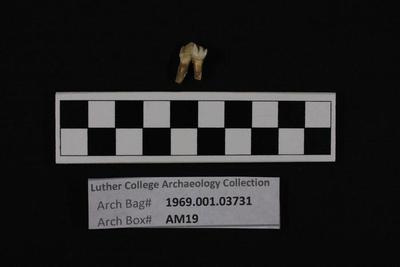 1969.001.03731; Faunal Bone- Molar