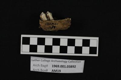 1969.001.03892; Faunal Bone- Mandible Fragment