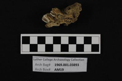1969.001.03893; Faunal Bone- Mandible Fragment
