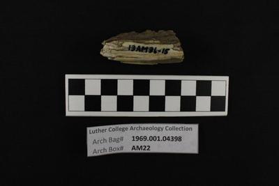 1969.001.04398; Faunal Bone- Bison Tooth Fragment