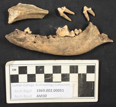 1969.002.00051; Faunal Bone- Mandible Fragments