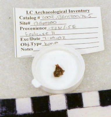 2002.001.00376; Faunal Bone