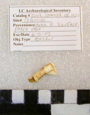 2002.001.00673; Faunall Bone- Tooth