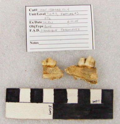 2004.001.00151; Faunal Bone-  Mandible Fragment