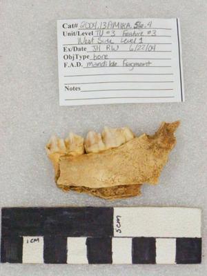 2004.001.00180; Faunal Bone- Mandible Fragment