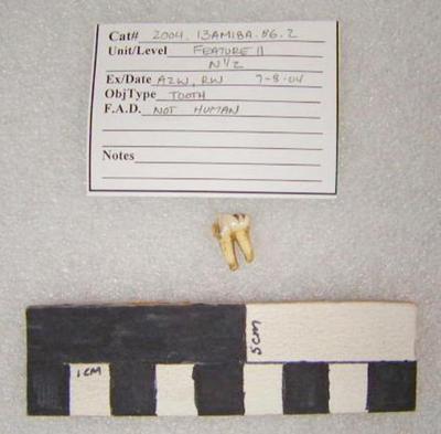 2004.001.00276; Faunall Bone- Tooth
