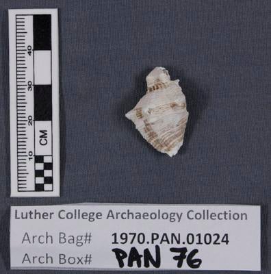 1970.PAN.01024: Conch shell