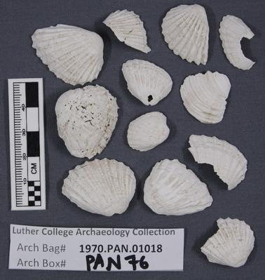 1970.PAN.01018: Bivalve shell fragments